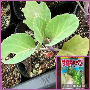 甘姫キャベツ ユニコーン 抜き苗 5苗 キャベツ苗