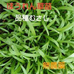 ほうれん草苗、15本、甘くて美味しい、包装、お箱代込み、