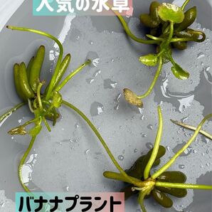 人気の水草★バナナプラント★ミニ3個セット★ビオトープ 睡蓮鉢 メダカ 水草 A2