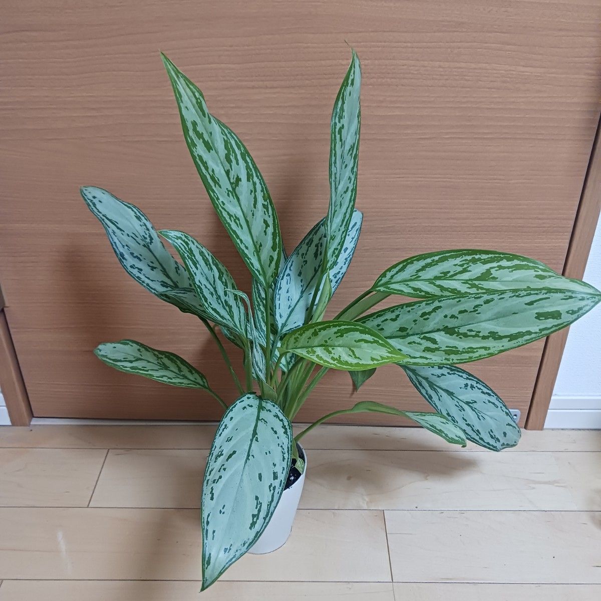 レア 1 ハマユウ ハマオモト 6号 赤葉 銅葉｜Yahoo!フリマ（旧