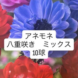 アネモネ 球根 八重 ミックス 混合 10球