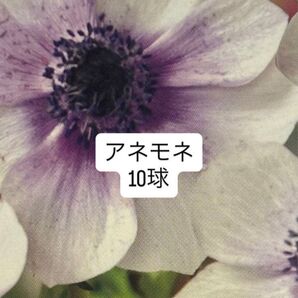アネモネ 球根 白×青紫 一重咲き 10球