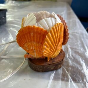 貝殻ランプ シェルランプ テーブルランプ インテリア照明