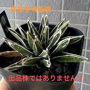 アガベ 姫笹ノ雪 ① かき子 姫笹の雪 Agave 多肉植物 ササノユキ