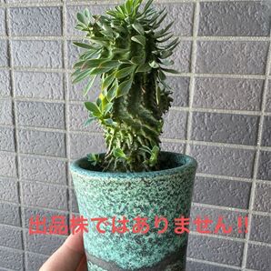 ユーフォルビア 安曇野鉄甲 ① Euphorbia 交配種 コーデックス 塊根植物 かき子 鉄甲丸 鉄甲丸交配