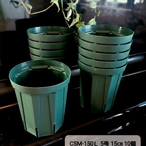 ∇カーメン君紹介○スリット鉢 CSM-150L 5号 15㎝ 10個 兼弥産業