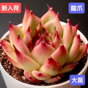 新入荷★韓国苗★龍爪★レア種★可愛い紅葉大苗★超美苗★多肉植物★エケベリア