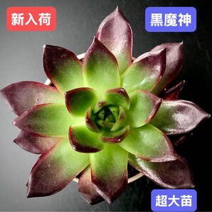 新入荷★韓国苗★黒魔神★レア種★可愛い紅葉超大苗★超美苗★多肉植物★エケベリア