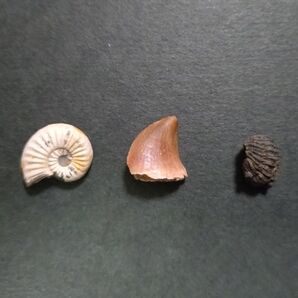 アンモナイトとモササウルスの歯とトリロバイト 白黒茶化石 3点ケース付きセット