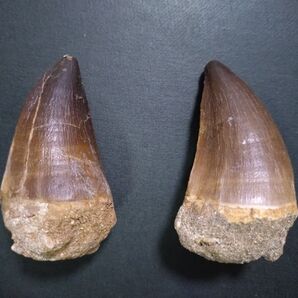 【本物・美麗・お買い得】モロッコ産モササウルス(プログナソドン)の歯の化石2本セット