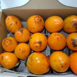 茨城県産渋柿(熟柿専用)ゆうパケットプラスいっぱい