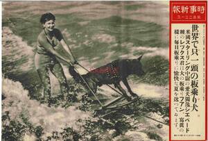 【送料無料】世界で只一頭の板乗り犬 昭和11年 時事新報 写真ニュース 戦前 時事写真 ニュース写真 サーフィン 動物 アメリカ 米国