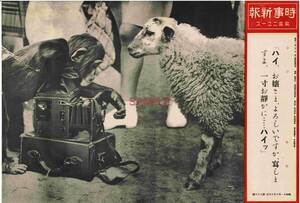 【送料無料】羊 チンパンジー 写真 サル 猿 昭和11年 時事新報 写真ニュース 戦前 時事写真 ニュース写真