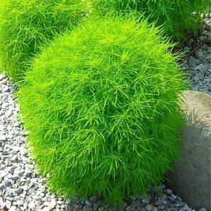 【花の種】コキア☆箒木(ホウキギ) 種子 約100粒!シンボルツリー