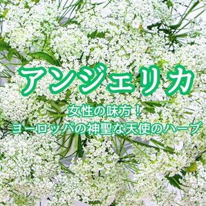 【ハーブの種】アンジェリカ☆セイヨウトウキ 花の種子 約20粒!宿根草