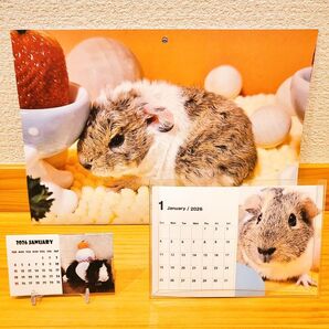2026 モルモット カレンダー 3種セット