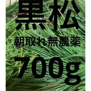 即購入可 即日発送 岡山県 黒松 枝付き松葉 生葉 無農薬 松の葉【農薬・科学肥料・除草剤不使用】
