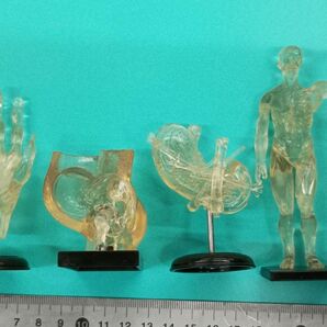 ★人体模型★ユージンYujin★人体解剖図鑑★京都科学★医学部看護★ガチャガチャ クリア タカラ フィギュア