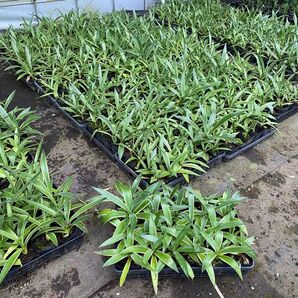 アガベ ベネズエラ ランダム 24ポットセット B