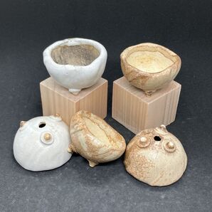 多肉植物ミニ盆栽鉢5.0、黄土スノーホワイト2種5点セット
