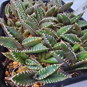 アガベ 台湾産正規品サービス品 豆豆龍 3苗セット 根付き苗 台湾産正規品 極上苗