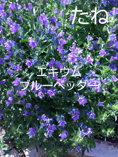 種 花たね一年草 エキウム ブルーベッダー 1袋(55粒) ガーデン エキウムブルーベッダー 蜜源植物 ブルガレ おまけ種付き!