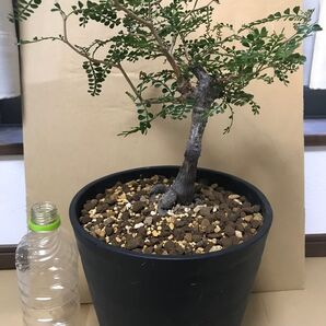 ■極上コレクション株■オペルクリカリア パキプス 極上株