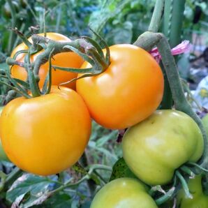 タクシー トマト 種20粒