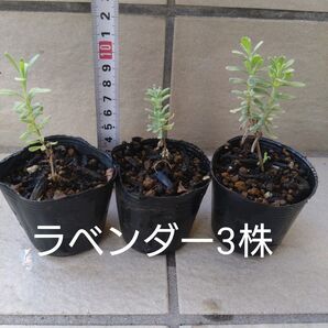 ラベンダー3株