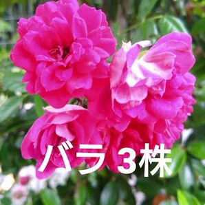 バラ 3株