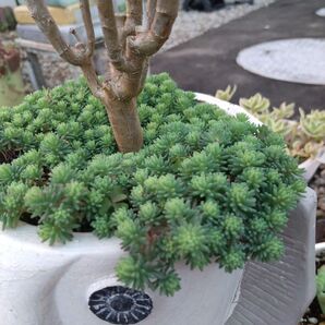 セダム2種 おまけ付き