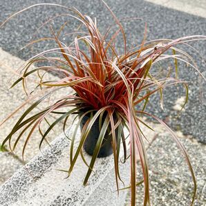 耐寒性あり 多年草 ウンシニア エバーフレーム BELINDAS FIND