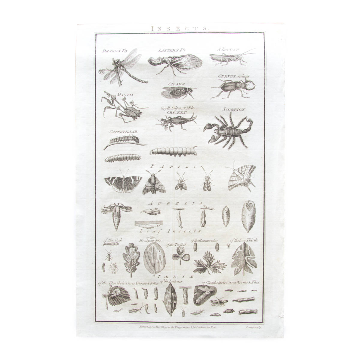 Антикварная книга с картинками образцов насекомых, художественная живопись, печать, Великобритания, Великобритания B, античный, коллекция, печатный материал, другие