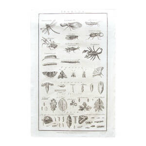 Art hand Auction Antiguo insecto espécimen libro de imágenes arte pintura impresión Reino Unido B, antiguo, recopilación, impresos, otros
