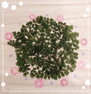 【押し花 素材】アジアンタム&小花セット3