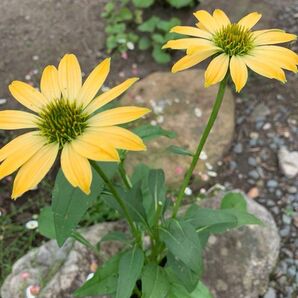 エキナセア《イエロー》秋まで咲く