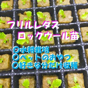 【食卓で大活躍】★無農薬 フリルレタス苗 30株セット★ 土にも植え付け可 【ペットのおやつに】