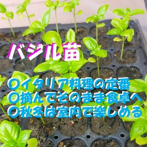 【8株セット】バジル苗|秋冬は室内で長く楽しめる!
