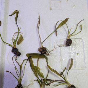 【お試し】レースプラント 球根 1個