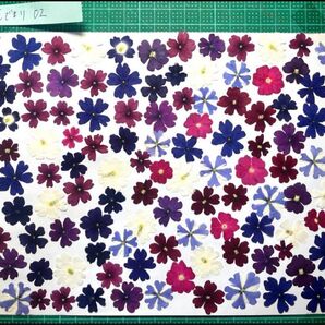 押し花素材 花でまり 02