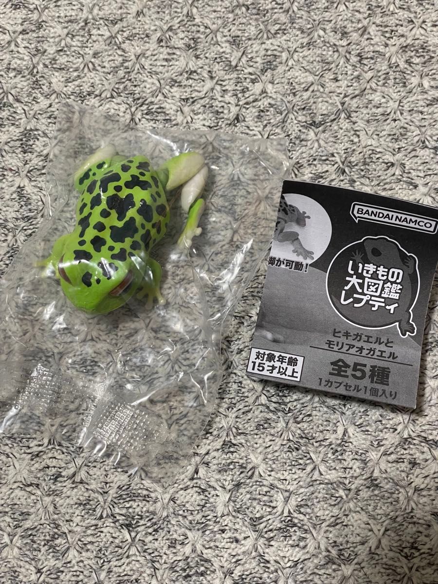 ヒキガエルとモリアオガエル モリアオガエル（ライトグリーン）