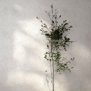 クロモジ 苗木 立株