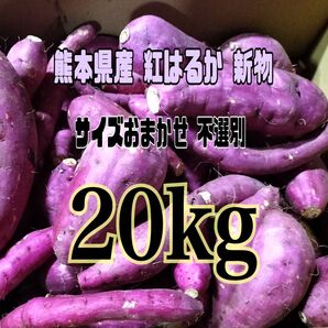 熊本県産 紅はるか 新物 サイズおまかせ不選別(約20kg)