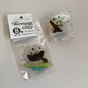 アドベンチャーワールド 楓浜 アクリルスタンド 第2弾 シークレット 2歳0ヶ月誕生日