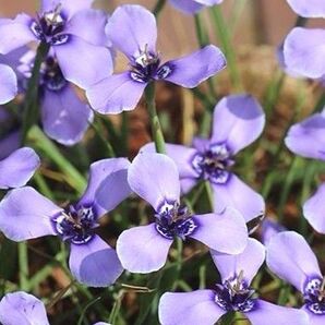 チリアヤメ 10球 球根