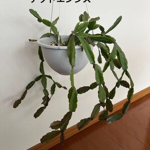 リプサリス アグドエンシス ハンギング鉢のまま発送 10/31撮影