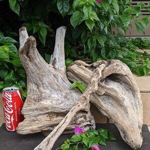 BY10【大型流木】3本組爬虫類レイアウト用品、洗浄済(沈水しません)