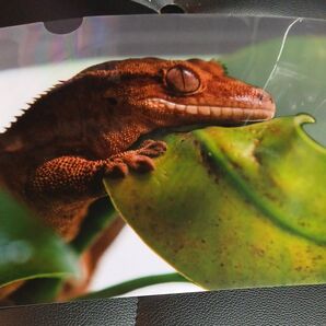 爬虫類 クリアファイル