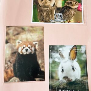 ポストカード 動物