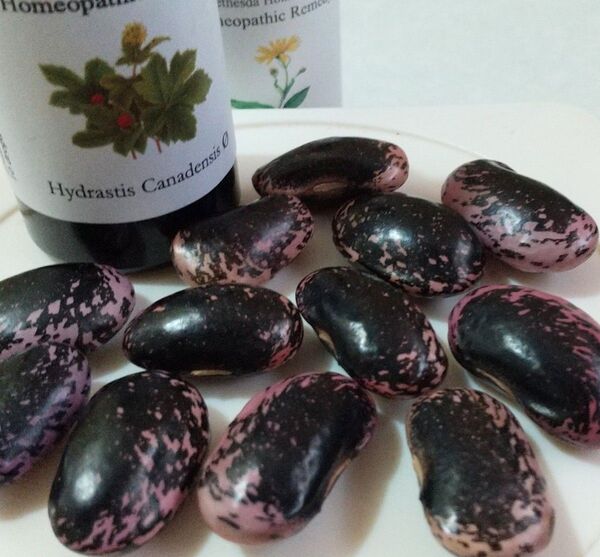 北海道産 紫花豆 種 12個